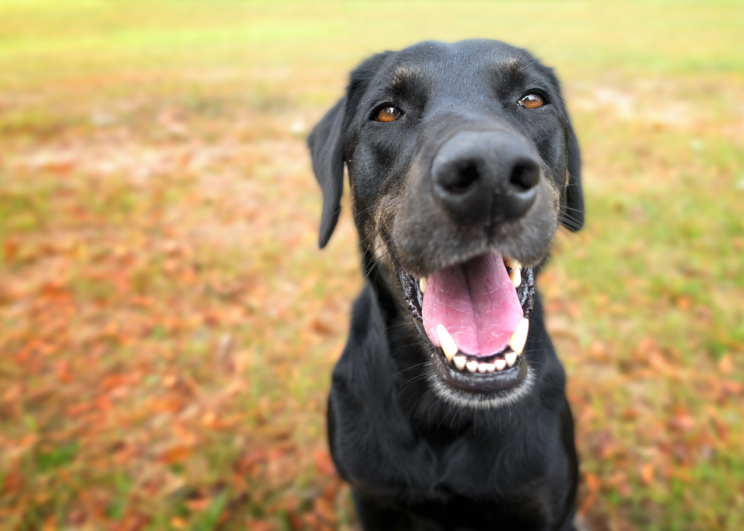 Dogs can tell what our facial expressions mean